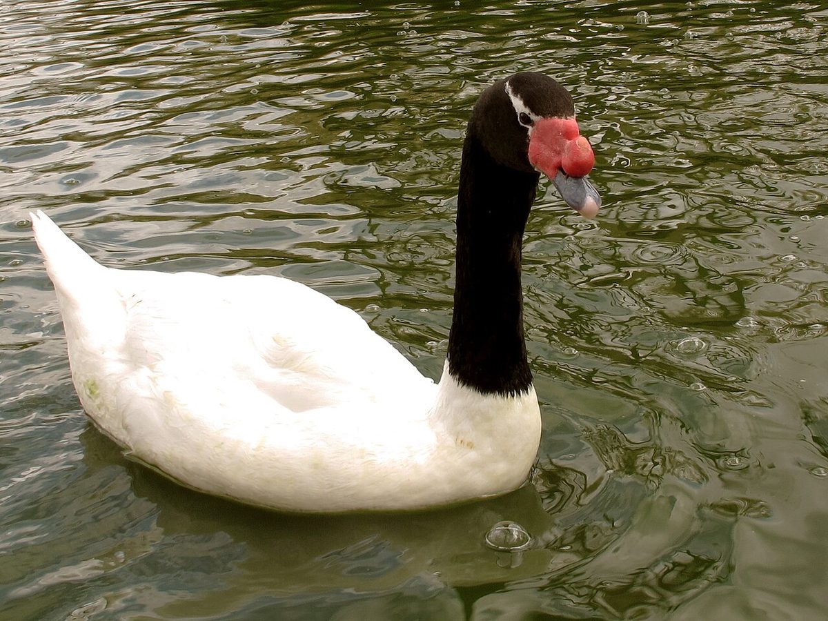 Black-necked swan on a coastal lagoon in Rocha, Uruguay