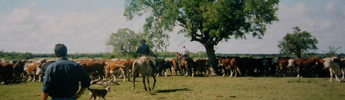 Cattle scattered across rolling green pasture in rural Uruguay