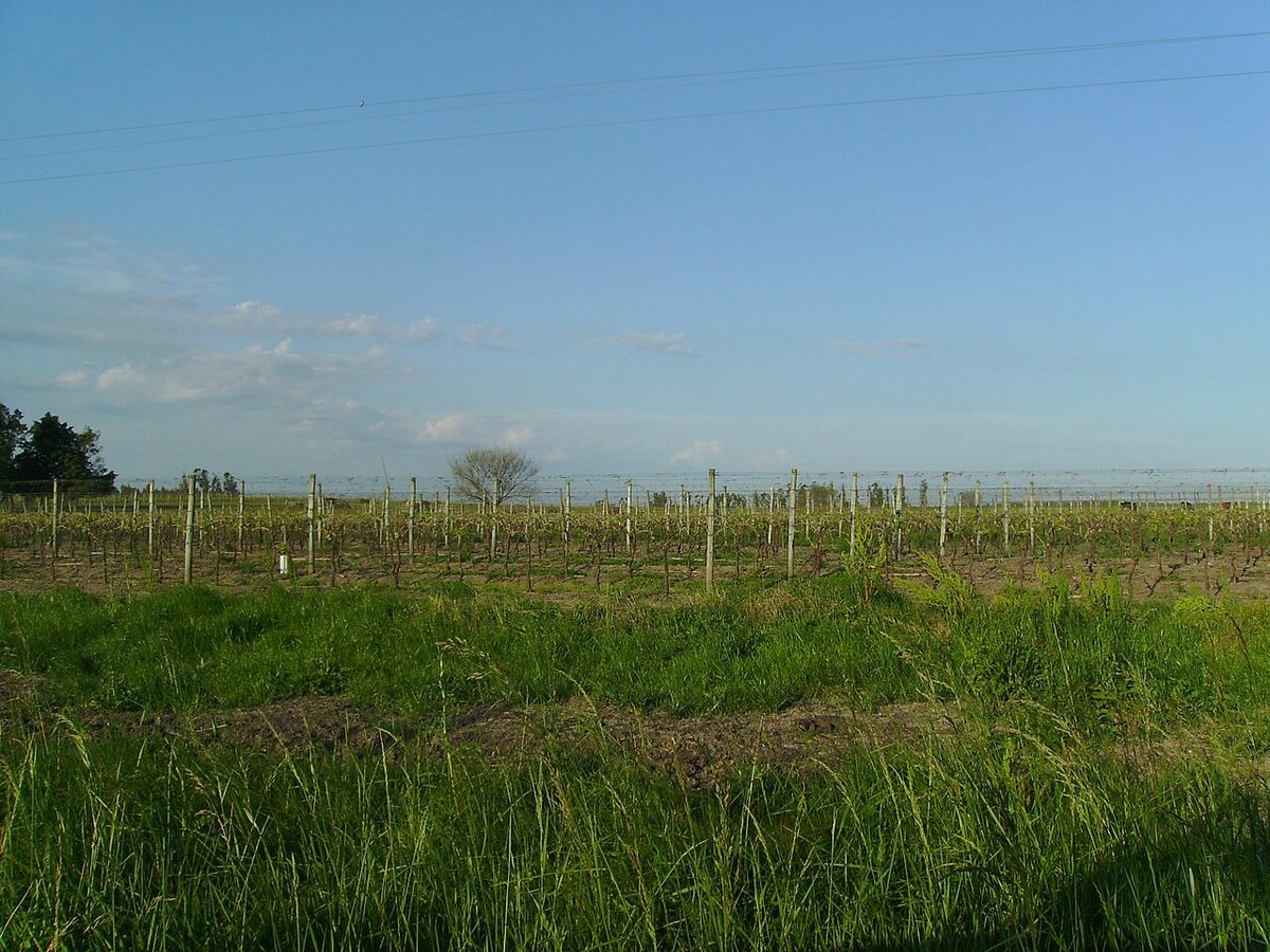 Vineyard landscape in Canelón Chico, Canelones, outside Montevideo