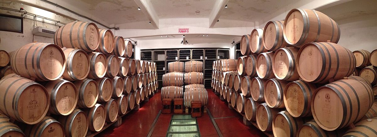 Oak barrels aging Tannat in a Canelones winery cellar