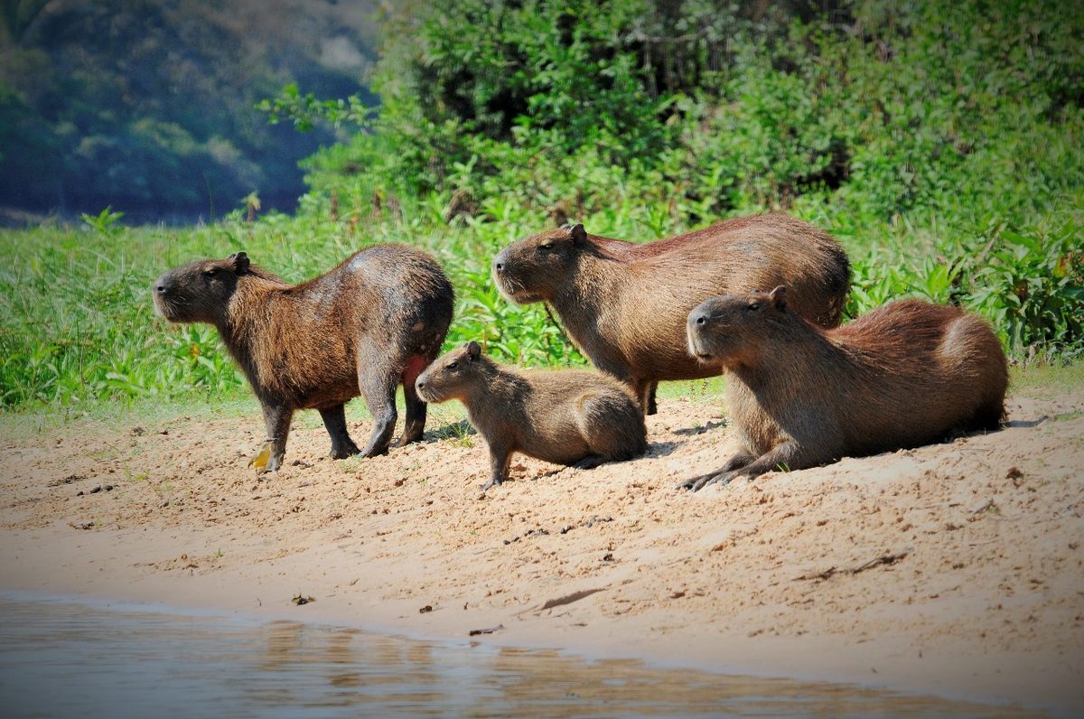 Uruguay wildlife: a family of carpinchos (capybaras) grazing at the grassy edge of a coastal lagoon in Rocha at dusk