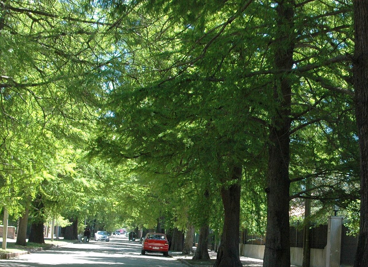 Leafy low-rise residential street in the Carrasco neighborhood of Montevideo