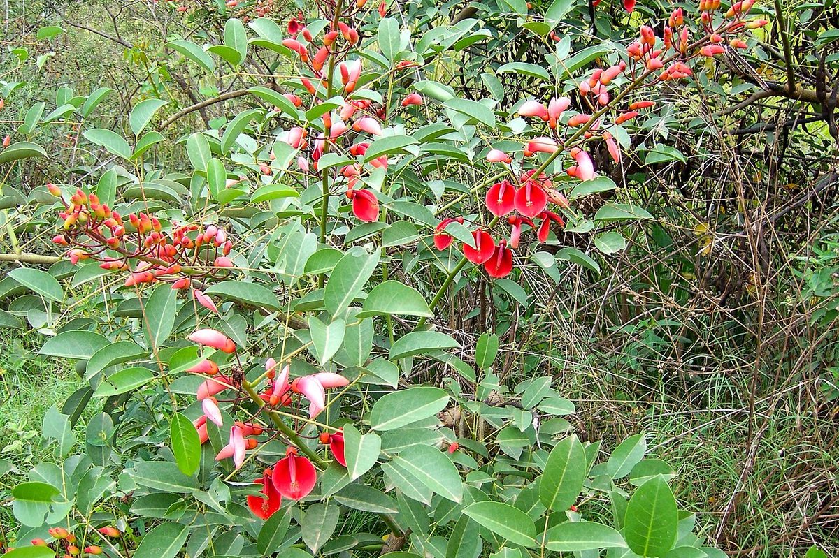 Uruguay in spring: the red ceibo, Uruguay's national flower, in bloom
