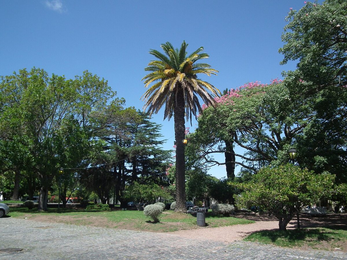 Tree-shaded Plaza Mayor 25 de Mayo in the heart of Colonia's old town