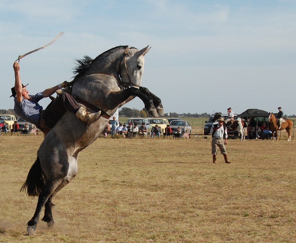 Gaucho competitor staying mounted on a wild horse during the doma at El Prado