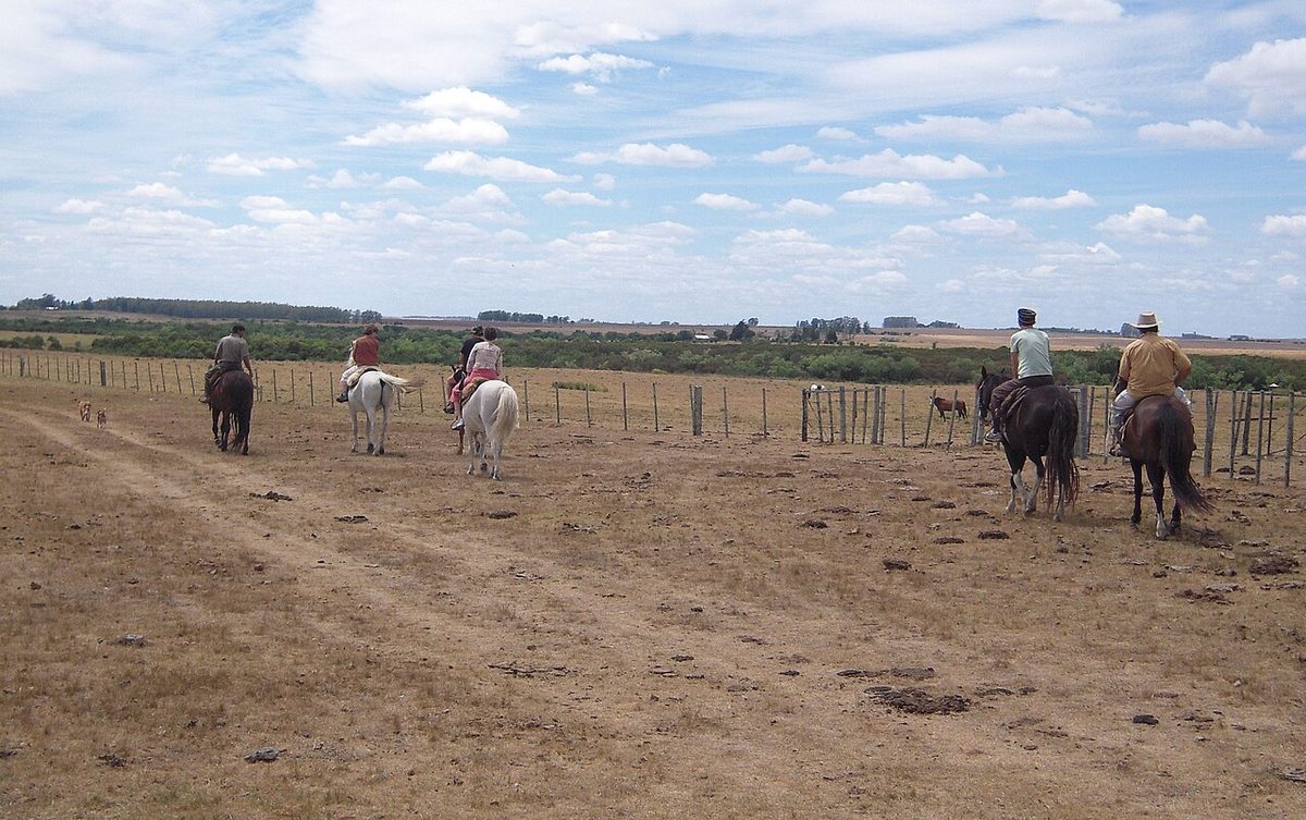 Horses at a rural estancia in the Uruguayan countryside