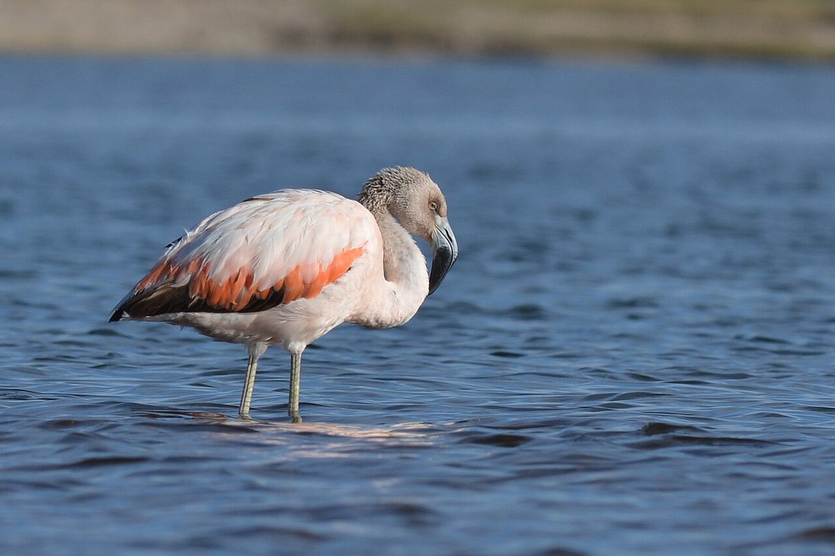 Chilean flamingos feeding at Laguna de Rocha, a top site for birdwatching uruguay travelers