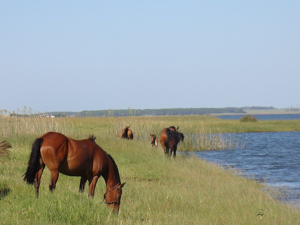 A gaucho on a criollo horse working cattle across the open pampa at a Uruguayan estancia