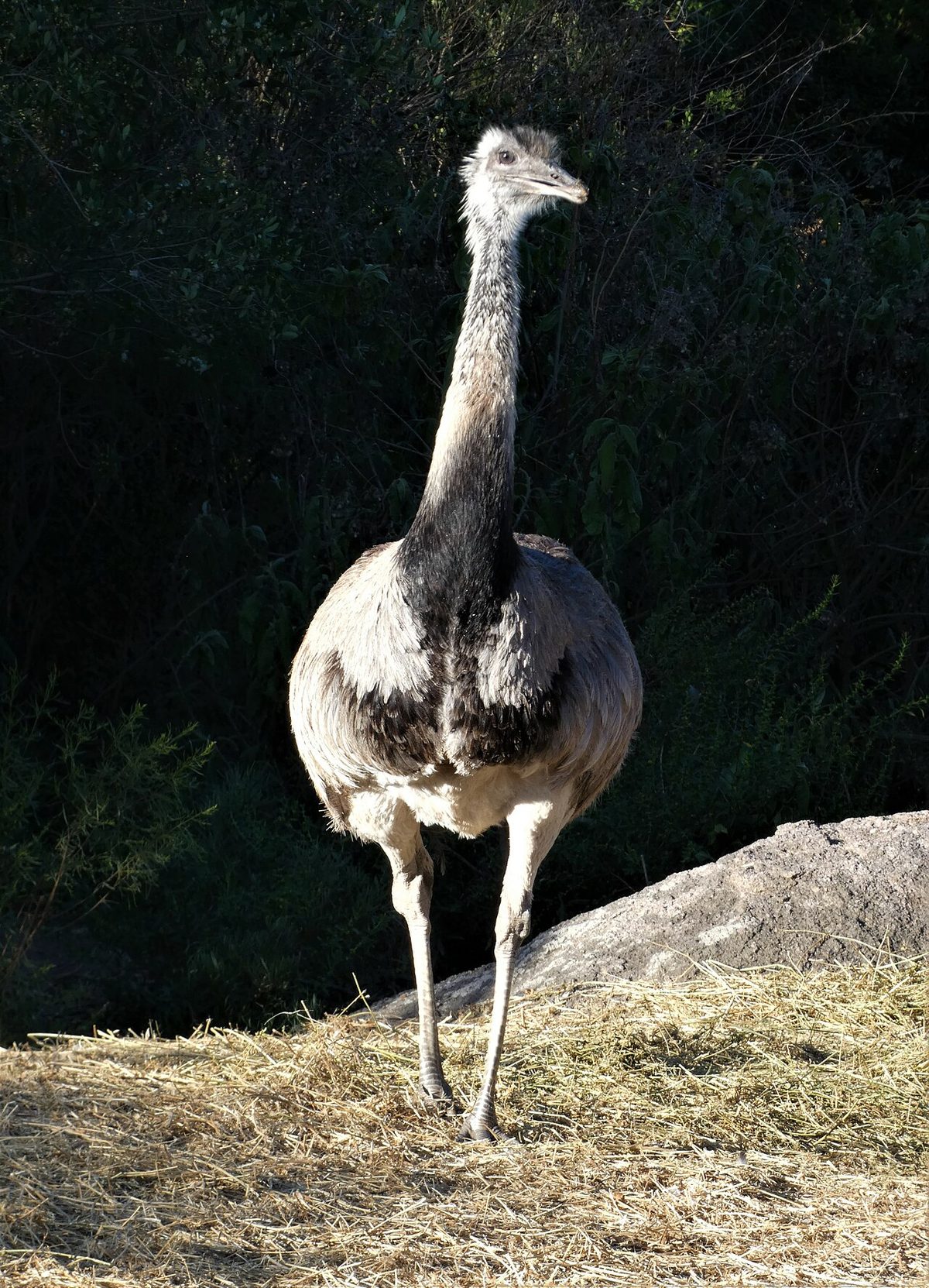 A male greater rhea (nandu) on open grassland in Uruguay