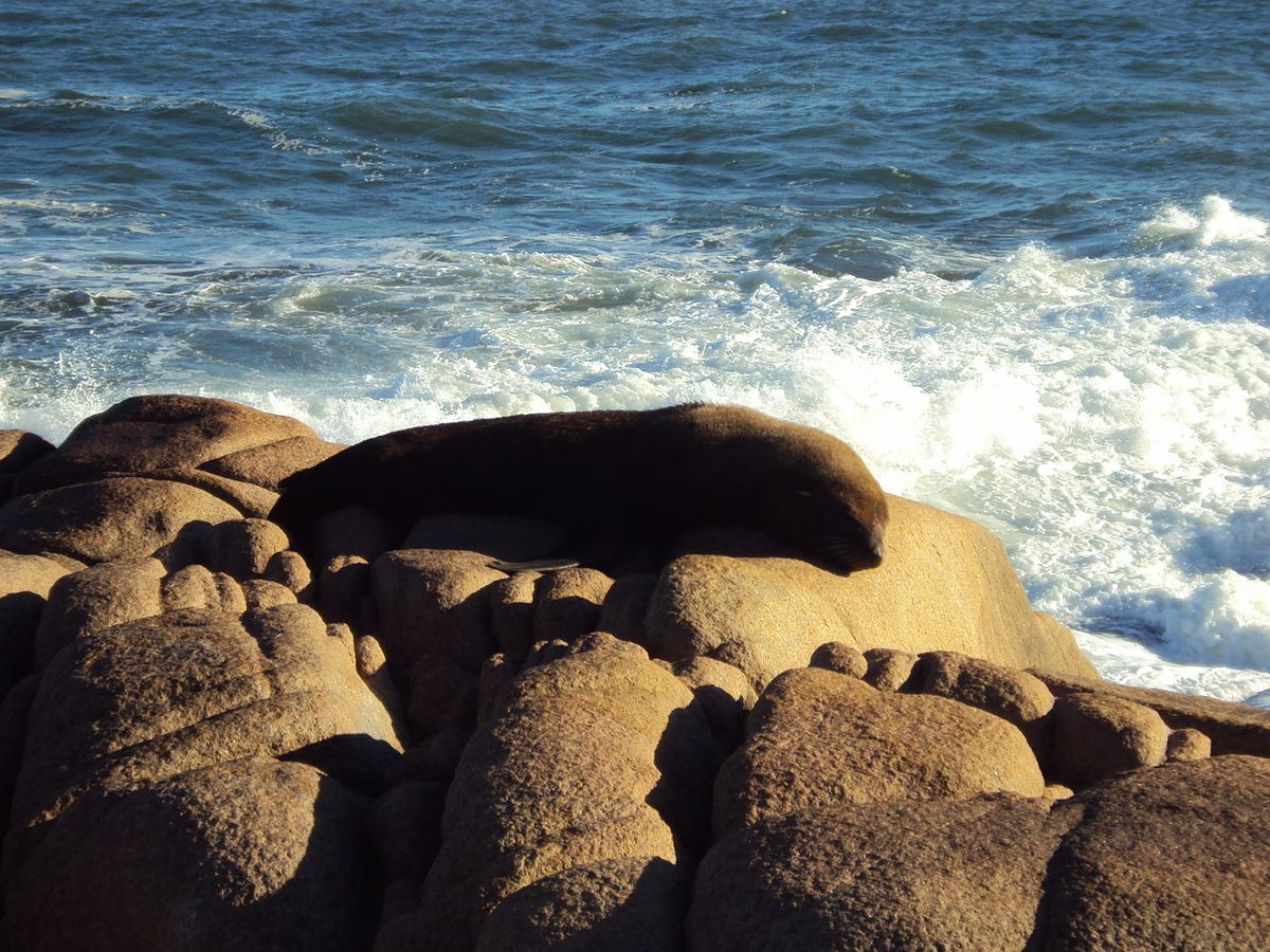 South American sea lions (lobos marinos) crowded onto coastal rocks