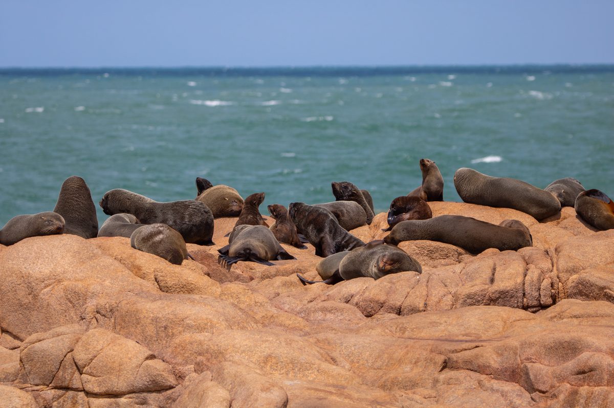 Sea lions hauled out on the rocks along the Uruguayan coast, a wildlife highlight kids love