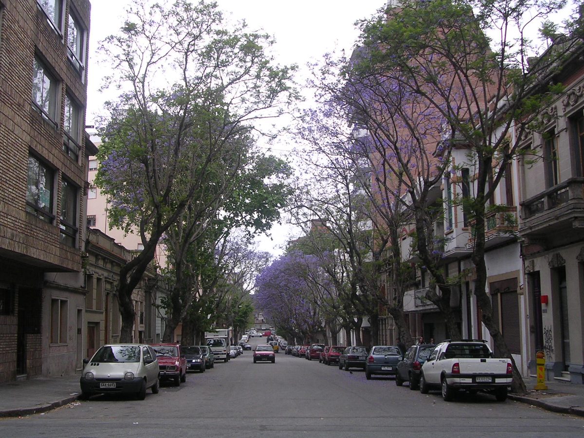 Jacaranda trees in full purple bloom along a Montevideo avenue in November