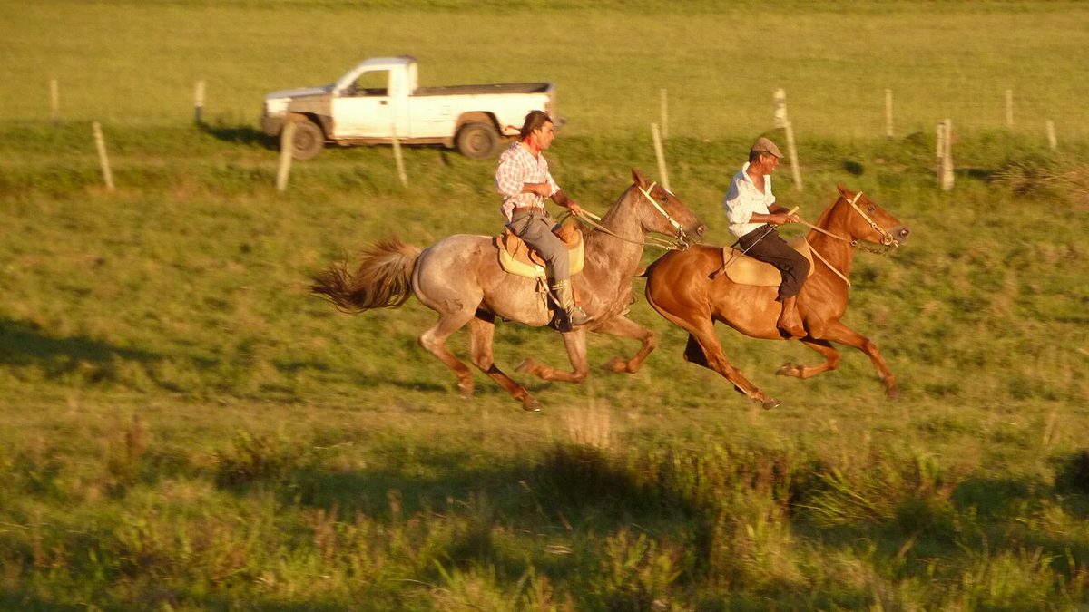 A rider on a calm criollo horse on a sierra trail in Uruguay