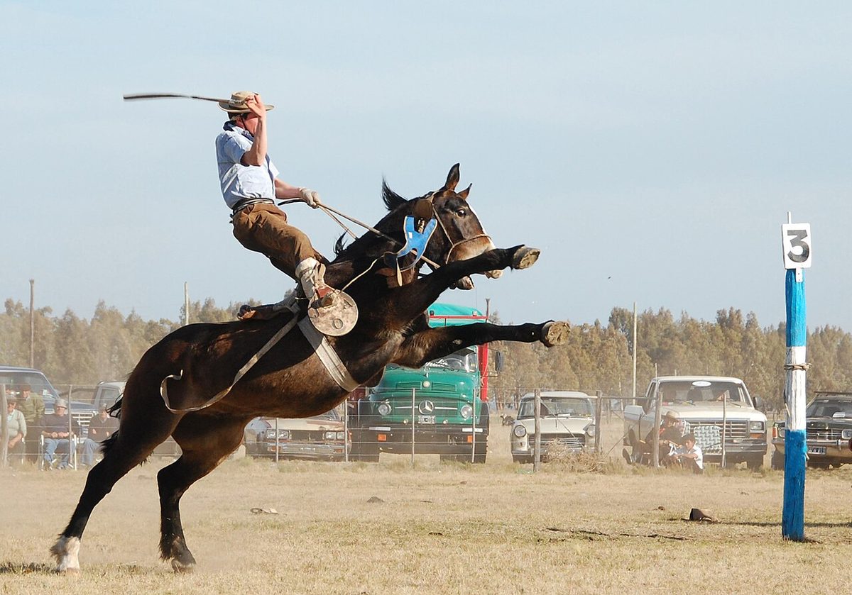 A gaucho rides a bucking horse in the ring during the semana criolla jineteada contest in Montevideo