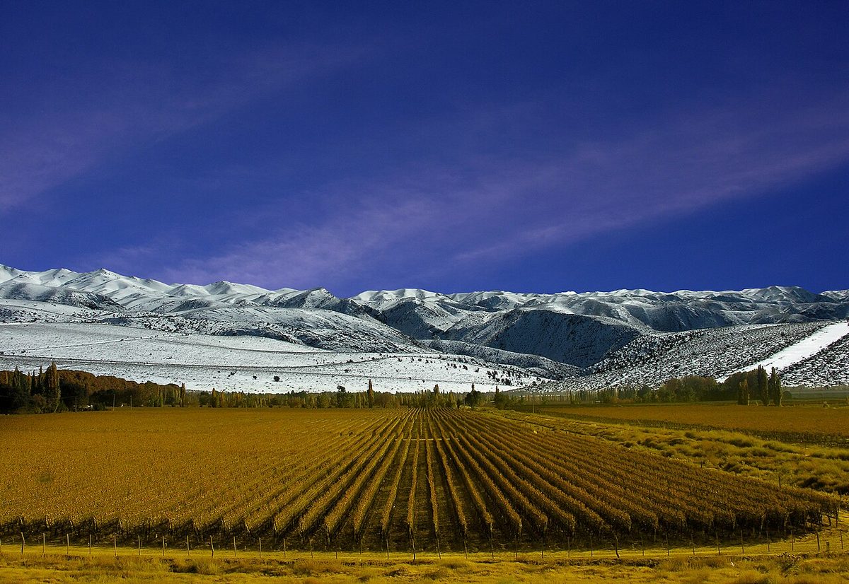 Malbec vineyards below the snow-capped Andes in Mendoza, Argentina
