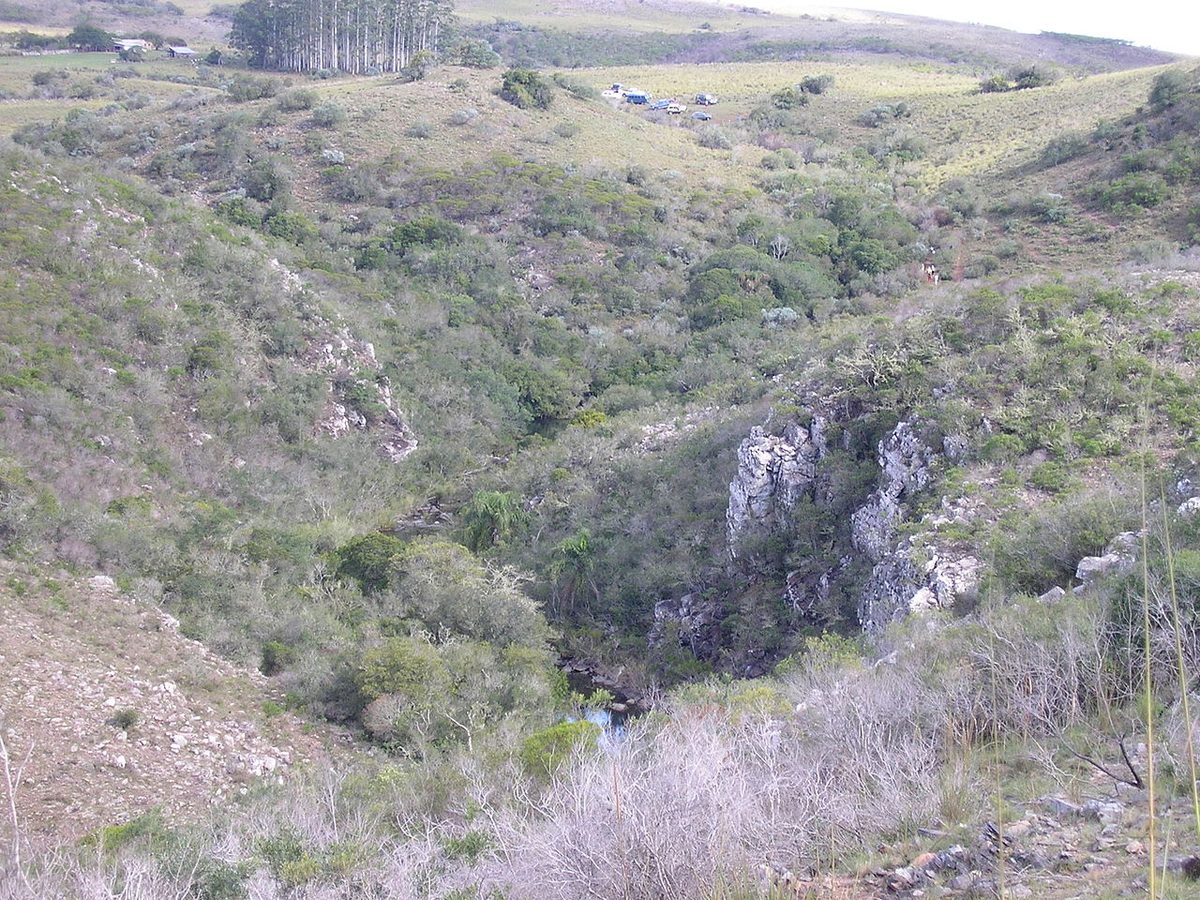 Monte serrano native hill forest along the Arroyo Yerbal Chico at the canyon floor