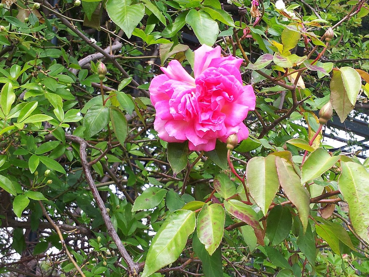 Roses flowering in the rosedal rose garden at the Prado in Montevideo