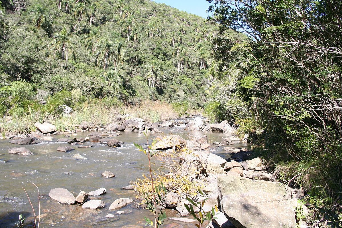 The forested floor of the Quebrada de los Cuervos canyon