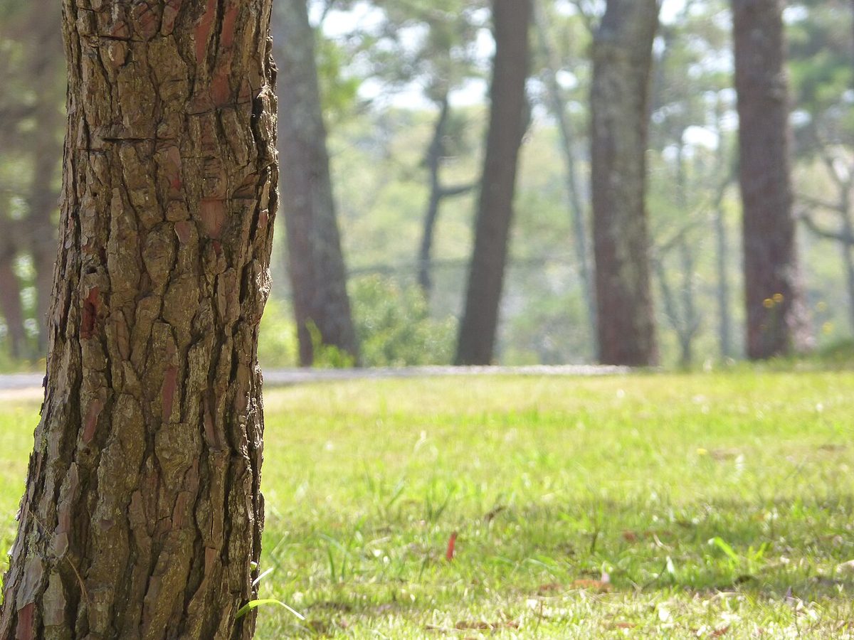 Shaded campsites among planted pine forest in the public campground of Parque Nacional Santa Teresa