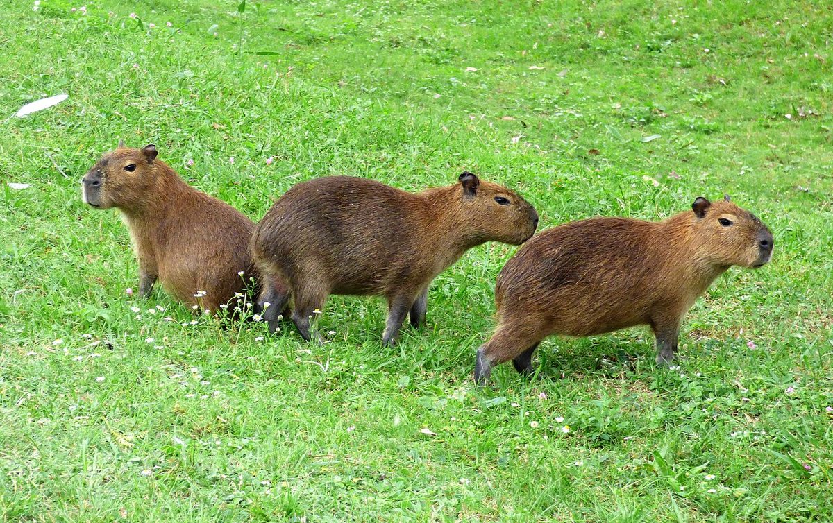 Capybaras (carpinchos), the giant rodents that graze the wetlands and lagoons around Santa Teresa in Rocha, Uruguay