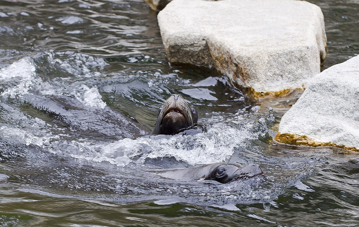A single South American sea lion (Otaria flavescens) in the water
