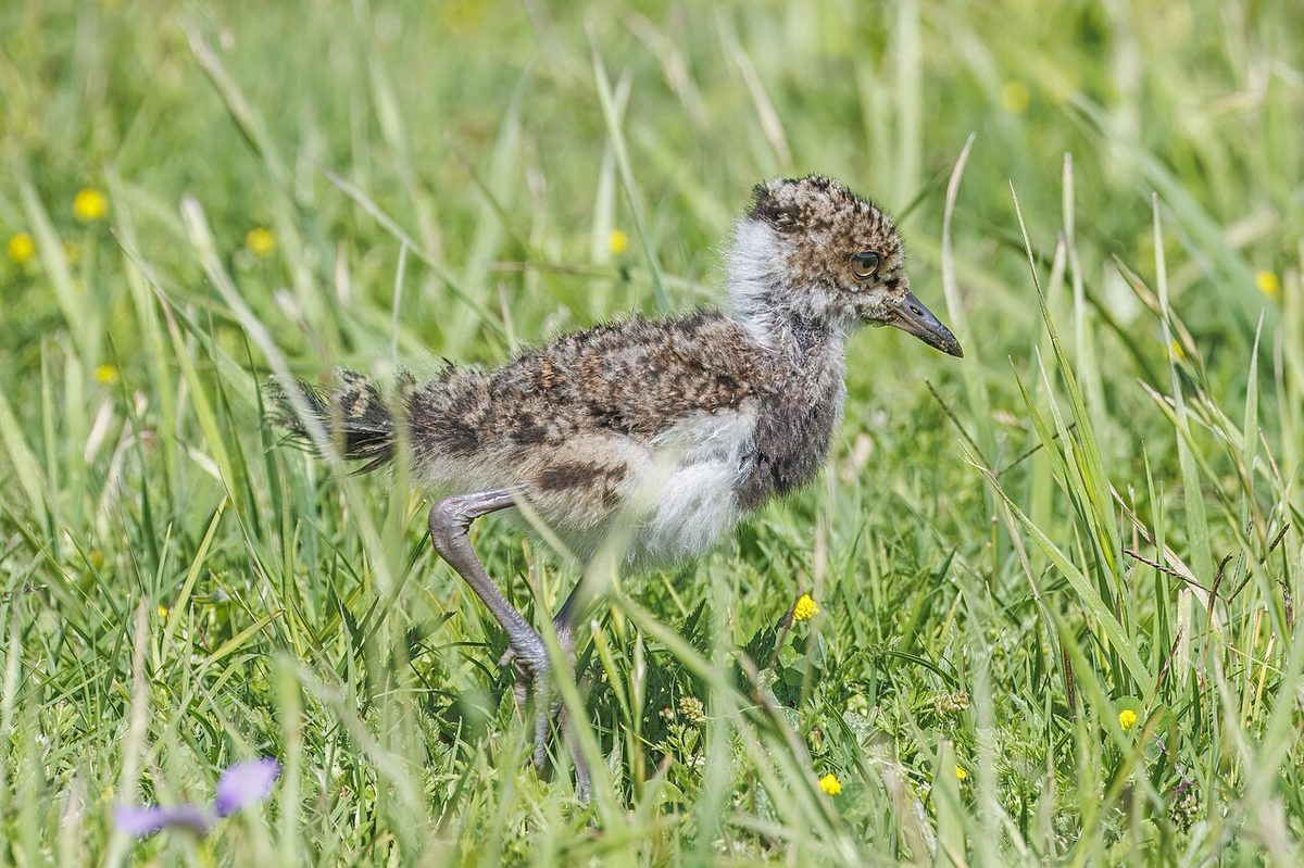 Southern lapwing (tero) standing in open grassland, Uruguay's most conspicuous bird