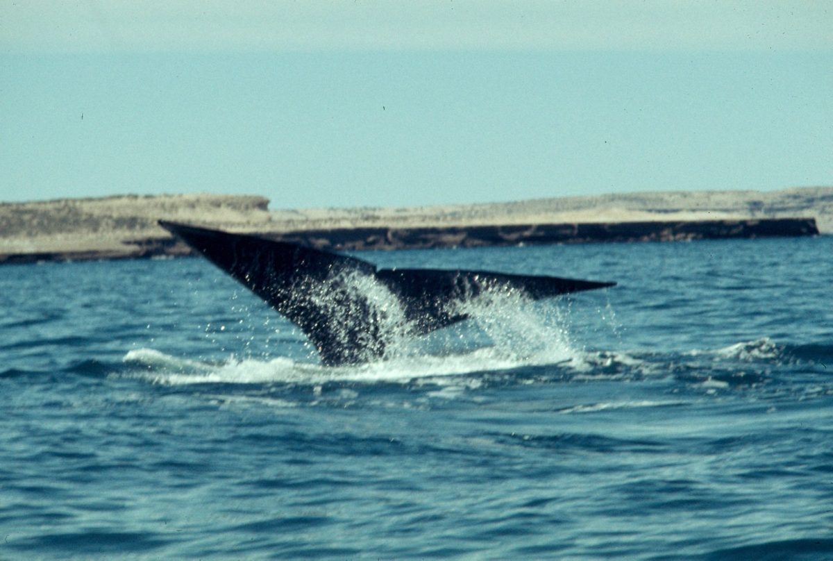 The tail of a southern right whale, the species that visits Uruguay's Atlantic coast from July to November