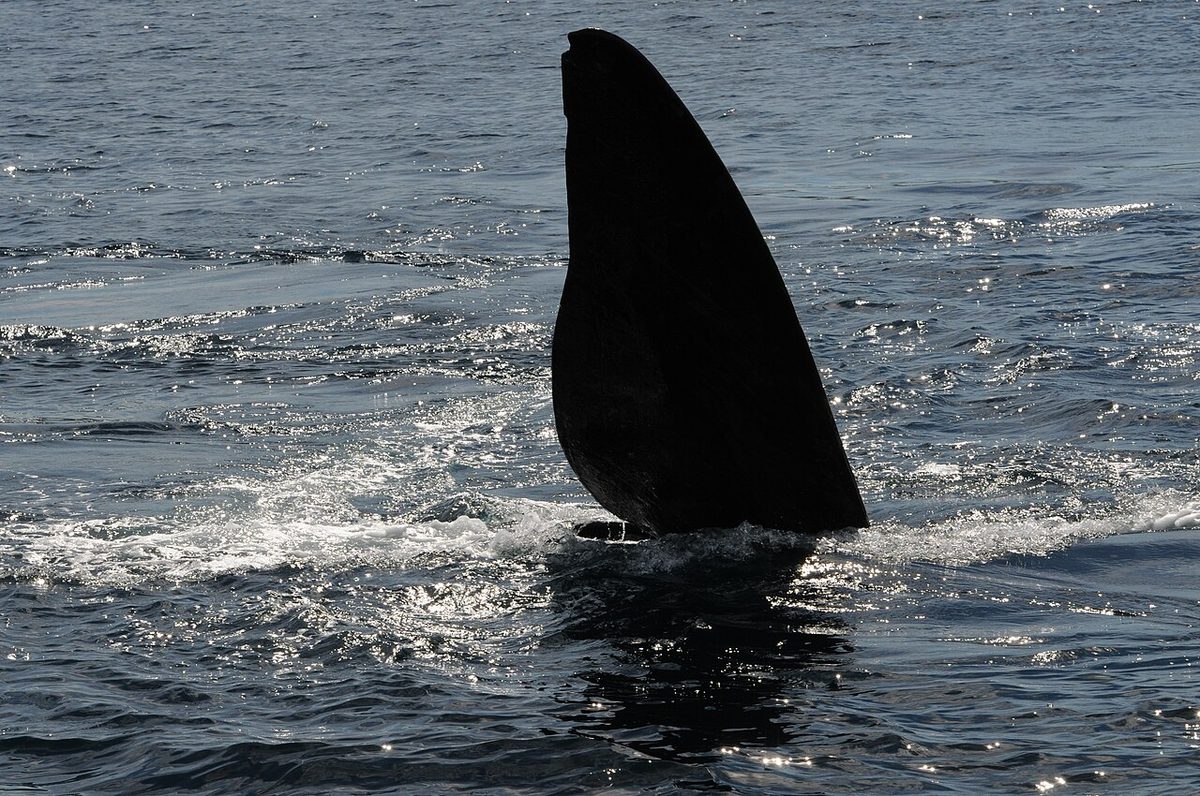 A southern right whale surfacing off the Atlantic coast of Rocha, Uruguay