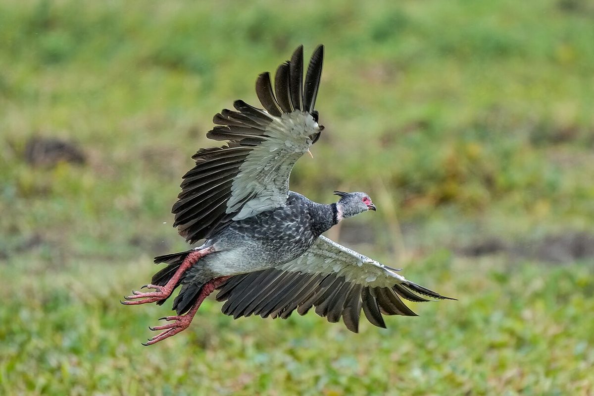 Southern screamer (chaja) standing in a wetland in the Banados del Este, Uruguay