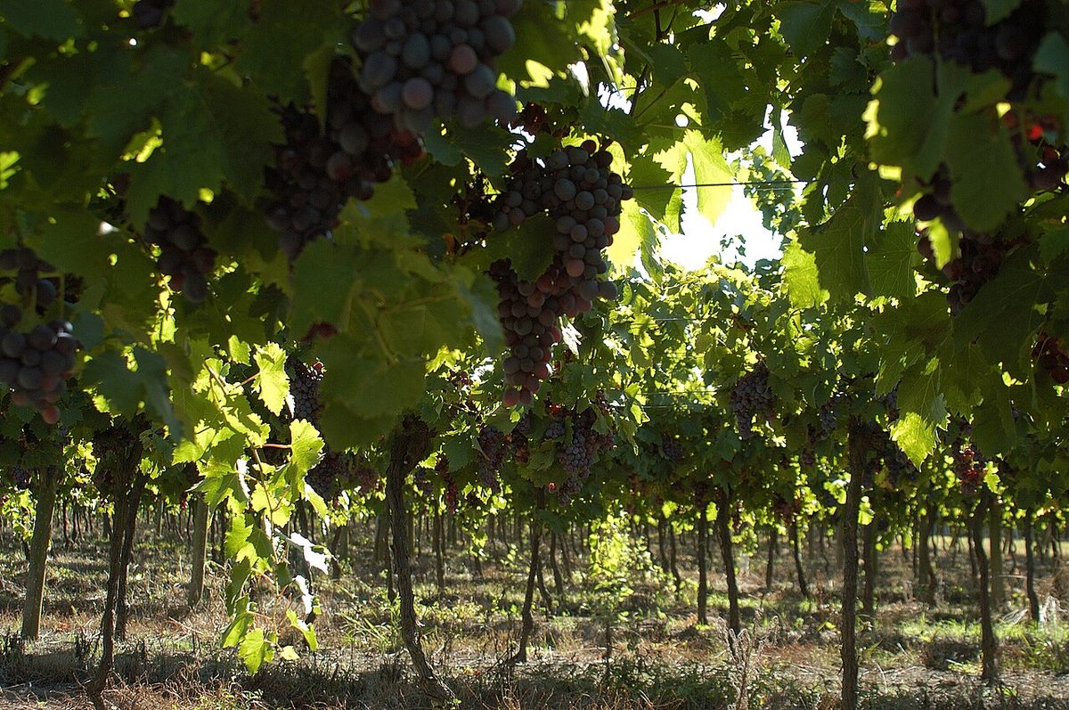 Ripe grapes on the vine ahead of the February-to-April vendimia (harvest) in Uruguay