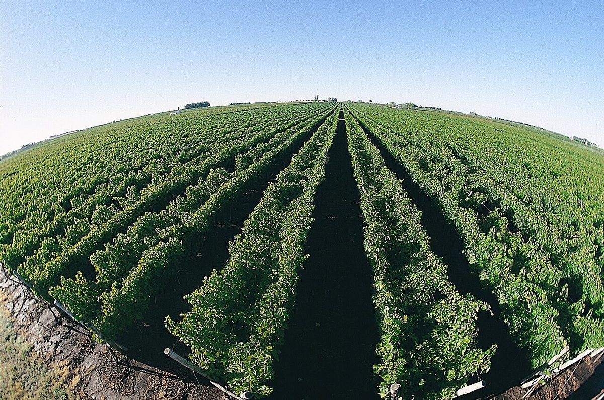 Rows of trellised vines in Uruguay's wine country
