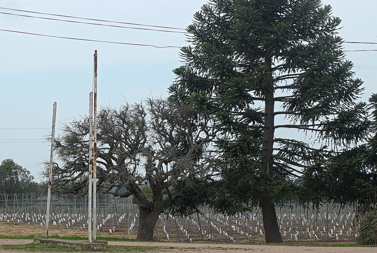 Hilltop vineyards in Uruguay's wine country, the kind found inland from Punta del Este around Garzón