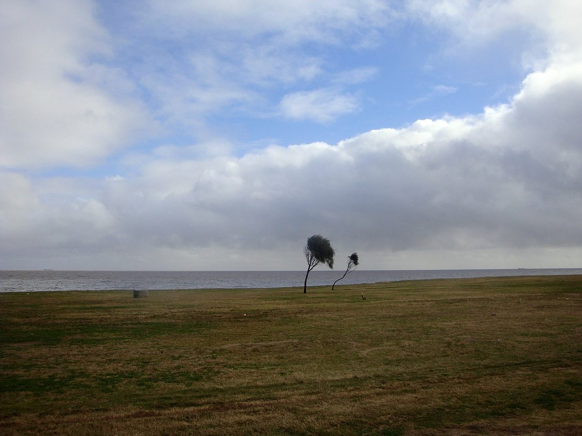 A lone tree on green grassland by the Río de la Plata in spring