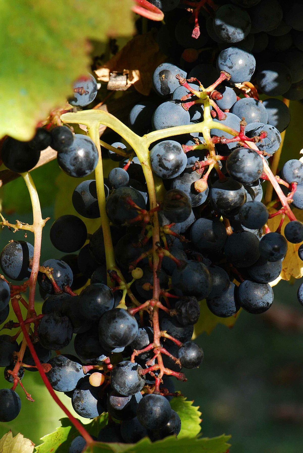 Ripe Tannat grapes on the vine