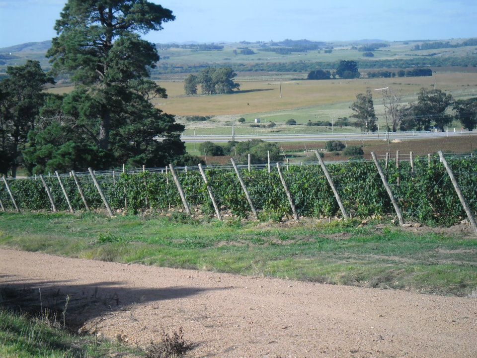 Rolling vineyards in Uruguay's wine country, the kind of landscape that surrounds Garzón