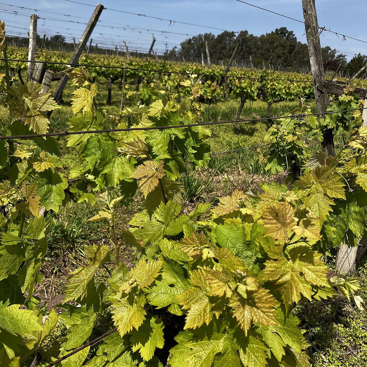 Sunlit vine rows in Uruguay's wine country