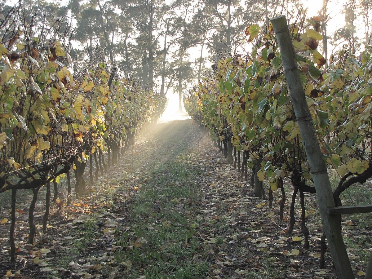 Rows of vines at a vineyard in Uruguay's wine country